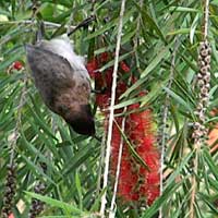 Australian import, weeping bottle brush photo © Michael Plagens