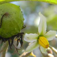 white flower with bright yellow stamens and fruit of Solanum aculeastrum, photo © Michael Plagens