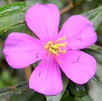 Melastomataceae from Kakamega Forest photo © Michael Plagens