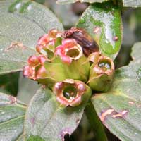 developing fruit of a Melastomataceae, photo © Michael Plagens