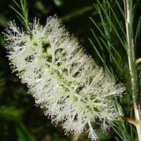 Australian import, Melaleuca armillaris, photo © Michael Plagens