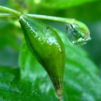 developing fruit of an Impatiens, photo © Michael Plagens