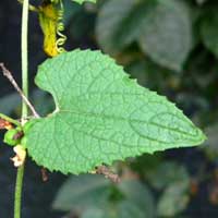 A cucurbit, Bryonia or Zehneria photo © Michael Plagens