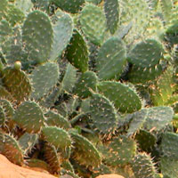 non-native Prickly Pear, Opuntia, photo © Michael Plagens