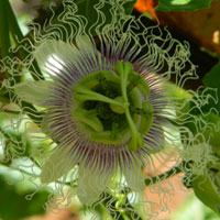 cultivated purple passion fruit, Passiflora edulis, photo © Michael Plagens