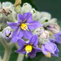 close-up of flowers, Solanum mauritianum, photo © Michael Plagens