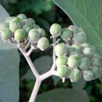 developing fruit of Solanum mauritianum, photo © Michael Plagens