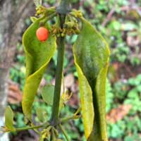 a hemiparasitic plant, Viscum, photo © Michael Plagens