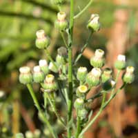 a ubiquitous aster weed in gardens of Kenya, photo © Michael Plagens