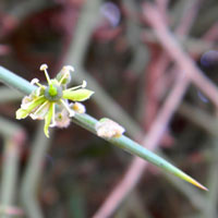 greenish flower of Balanites aegyptiaca, desert date, photo © Michael Plagens