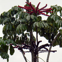 Australian native planted in mesic gardens of Kenya, photo © Michael Plagens