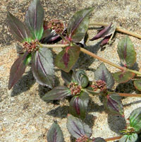 sandmat spurge in Nairobi, Kenya, photo © Michael Plagens