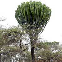 Tree Euphorbia, Kenya, photo © Michael Plagens