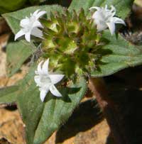 Richardia or Mexican Clover in a closely grazed pasture in Eldoret Kenya, photo © Michael Plagens