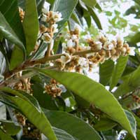 Loquat tree in a Nairobi garden, photo © Michael Plagens