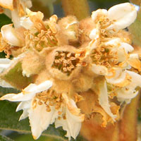 Loquat flowers photo © Michael Plagens