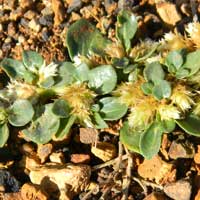 this plant grows prostrate on soil. Alternanthera, Amaranthaceae, photo © Michael Plagens