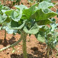 Sukuma Wiki, a leafy cole, brassicaceae, photo © Michael Plagens