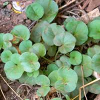 Dichondra, a leafy ground cover, photo © Michael Plagens