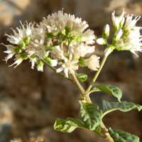 Might be Tarchonanthus from Turbo, Kenya, photo © Michael Plagens