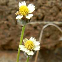 a cosmopolitan weed from Nairobi, Kenya, photo © Michael Plagens