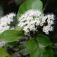 Ehretia cymosa, Boraginaceae, photo © Michael Plagens