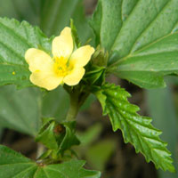 Malvastrum coromandelianum, a malvaceous plant from Nairobi, Kenya, photo © Michael Plagens