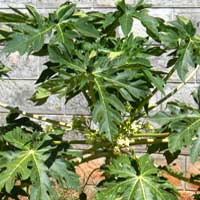 Papaya, Carica papaya, photo © Michael Plagens