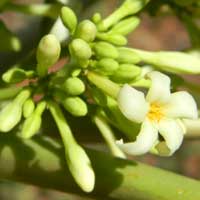 flowers of Papaya, Carica papaya, photo © Michael Plagens