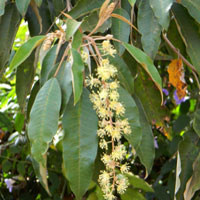 Croton, a euphorbiaceae and large forest tree, photo © Michael Plagens