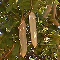 Sausage Tree, Kigelia africana, photo © Michael Plagens