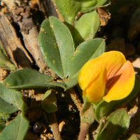 a prostrate fabaceae herb, photo © Michael Plagens