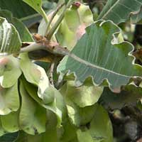 Muhutu, Terminalia brownii, © Michael Plagens