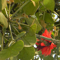 Red Hot Poker Tree, Erythrina abyssinica, photo © Michael Plagens