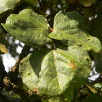 compound leaf has three roughly equal segments, Erythrina abyssinica, photo © Michael Plagens