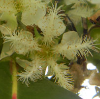 close-up of flower, Lophostemon confertus, photo © Michael Plagens