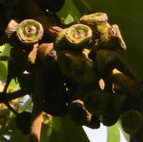 close-up of woody fruits of Lophostemon confertus, photo © Michael Plagens