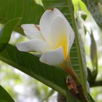 Plumeria sp. from Kenya, photo © Michael Plagens