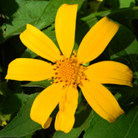 Mexican Sunflower, Tithonia, photo © Michael Plagens