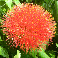 inflorescence of Scadoxus multiflorus, photo © Michael Plagens