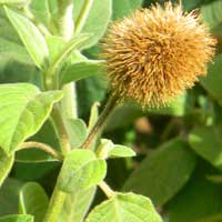 spiny seeded amaranth, photo © Michael Plagens