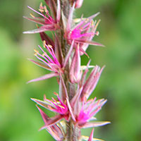 Prickly garden weed. Achyranthes, Amaranthaceae, photo © Michael Plagens