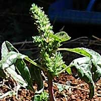 vegetable garden amaranth, Amaranthaceae, photo © Michael Plagens