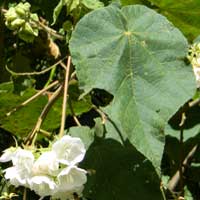 Dombeya burgessiae from Kenya, photo © Michael Plagens