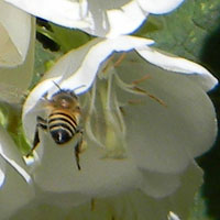 a honey bee visits open flower of Dombeya © Michael Plagens