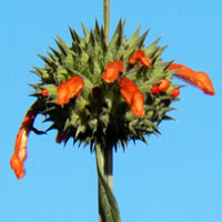 A mint, Leonotis nepetifolia, photo © Michael Plagens