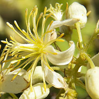 Clematis Vine in Kenya, photo © Michael Plagens