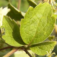 leaf of Clematis brachiata, photo © Michael Plagens