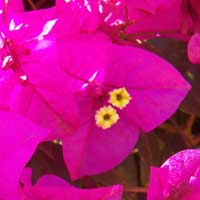 flowers and bracts of Bougainvillea, photo © Michael Plagens