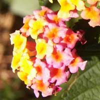 Lantana, an exotic invasive weed in East Africa, photo © Michael Plagens